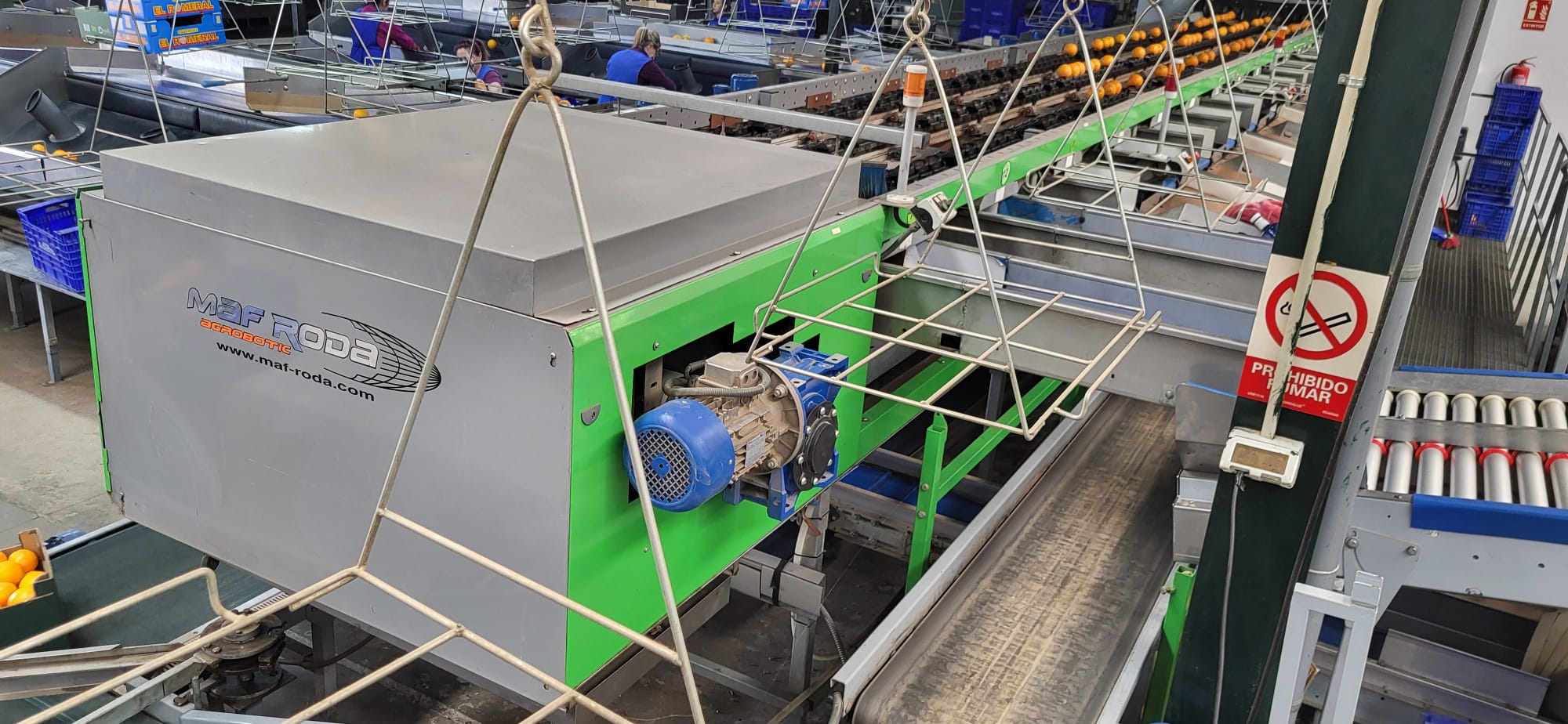 Ligne de tri de fruits à 3 voies à sens unique MAF Roda